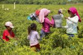 COAGUAYANA, MICHOACÁN, 26ABRIL2015.- Niños y jóvenes jornaleros trabajan en la pisca por 50 pesos al día aproximadamente, algunos de ellos provienen junto con sus familias de otros estados de la republica como Guerrero, Oaxaca y Chiapas, teniendo que soportar varias horas de trabajo para asi poder sobrevivir el día a día. FOTO: JUAN JOSÉ ESTRADA SERAFÍN /CUARTOSCURO.COM