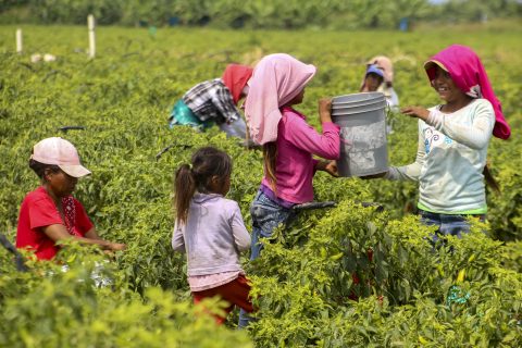 COAGUAYANA, MICHOACÁN, 26ABRIL2015.- Niños y jóvenes jornaleros trabajan en la pisca por 50 pesos al día aproximadamente, algunos de ellos provienen junto con sus familias de otros estados de la republica como Guerrero, Oaxaca y Chiapas, teniendo que soportar varias horas de trabajo para asi poder sobrevivir el día a día. FOTO: JUAN JOSÉ ESTRADA SERAFÍN /CUARTOSCURO.COM