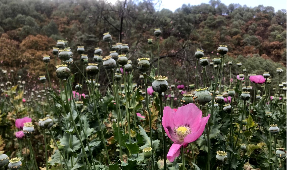 2502018 Filo Mayor, Guerrero/Amapolas de la temporada de secas, que aún están siendo trabajadas por campesinos de la sierra de Guerrero; donde han revelado que podría ser la última temporada del año por los precios bajos de la goma de opio en el mercado negro. Foto: Lenin Ocampo Torres