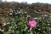 2502018 Filo Mayor, Guerrero/Amapolas de la temporada de secas, que aún están siendo trabajadas por campesinos de la sierra de Guerrero; donde han revelado que podría ser la última temporada del año por los precios bajos de la goma de opio en el mercado negro. Foto: Lenin Ocampo Torres