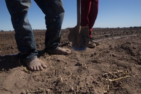 MEXICALI, BAJA CALIFORNIA, 09MARZO2018.-Ambientalistas y ejidatarios de la región miembros de colectivos como Mexicali Resiste, Baja California Resiste y el Comite en Defensa del Agua, han denunciado ante diversos foros nacionales e internaciones que la “construcción con licitaciones irregulares y Constellation Brands, empresa cervecera, en obra en esta ciudad, y que abastecerá al mercado estadounidense” solo traerá más escasez de agua en la región. Explican que la empresa transnacional consumirá 20 millones de metros cúbicos de agua al año para fabricar la cerveza del Grupo Modelo. Esta cantidad es el doble del agua que consume el municipio de Ensenada anualmente, nueve millones, y donde desde hace varios años se raciona el consumo en las colonias populares. Los agricultores de la zona argumentaron que año con año pierden hectáreas de cosechas debido a que ha habido una reducción en el agua que les proveen los distritos de riego, aunado al revestimiento de cemento del canal Todo Americano, ya que anterior a esto, las filtraciones de agua permitían el abastecimiento de barrancos naturales que regaban alrededor de 800 hectáreas. Asimismo, denunciaron que los módulos de riego son sitios donde la corrupción opera y tienen un mercado negro de agua, vendiéndole el agua al ejidatario con mayor capacidad económica, incluso mencionaron que se vende de manera ilegal más agua de la establecida a Tijuana debido a su crecimiento poblacional e industrial. Debido a esto, temen que con la llegada de la cervecera los más afectados sean ellos y sus cultivos. FOTO: TERCERO DÍAZ /CUARTOSCURO.COM