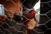 (180622) -- CIUDAD DE MEXICO, junio 22, 2018 (Xinhua) -- Imagen del 15 de junio de 2018, de gallinas en una granja para autoconsumo en la comunidad de Quiltepec, en la Ciudad de México, capital de México. Residente de una comunidad rural a las orillas de la Ciudad de México, Maura Alvarez capta el agua de la lluvia para lavar, bañarse e incluso preparar sus alimentos. Desde hace cinco años, la mujer, de 55 años, aprovecha un sistema creado por jóvenes emprendedores que busca resolver la falta de agua potable en el paraje de Quiltepec, una pequeña comunidad de difícil acceso al sur de la capital mexicana donde viven sólo 25 familias. El proyecto sustentable pertenece a la organización civil Isla Urbana, la cual, a petición de los pobladores y en colaboración con otras organizaciones sociales, ha logrado convertir la comunidad en una ecoaldea, poco a poco. (Xinhua/Francisco Cañedo) (fc) (jg) (vf)