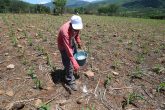 El campesino de la comunidad de San Miguel, municipio de Mochitlán, Carmelo Moreno echa abono a su sembradío de maíz que tiene en el ejido, donde informó que el fertilizante que les entregó el gobierno federal es insuficiente, y deberá comprar el faltante para no perder su cosecha. Foto: Jesús Eduardo Guerrero