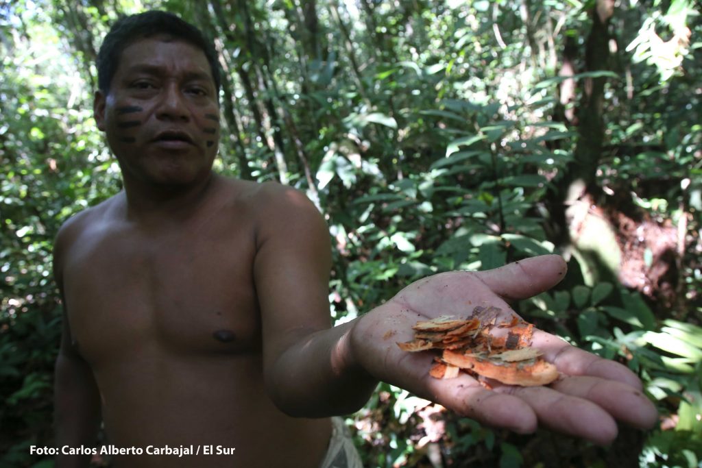 Walter el jefe Bora en la selva amazónica peruana, es un especialista en plantas medicinales. Foto: Carlos Alberto Carbajal