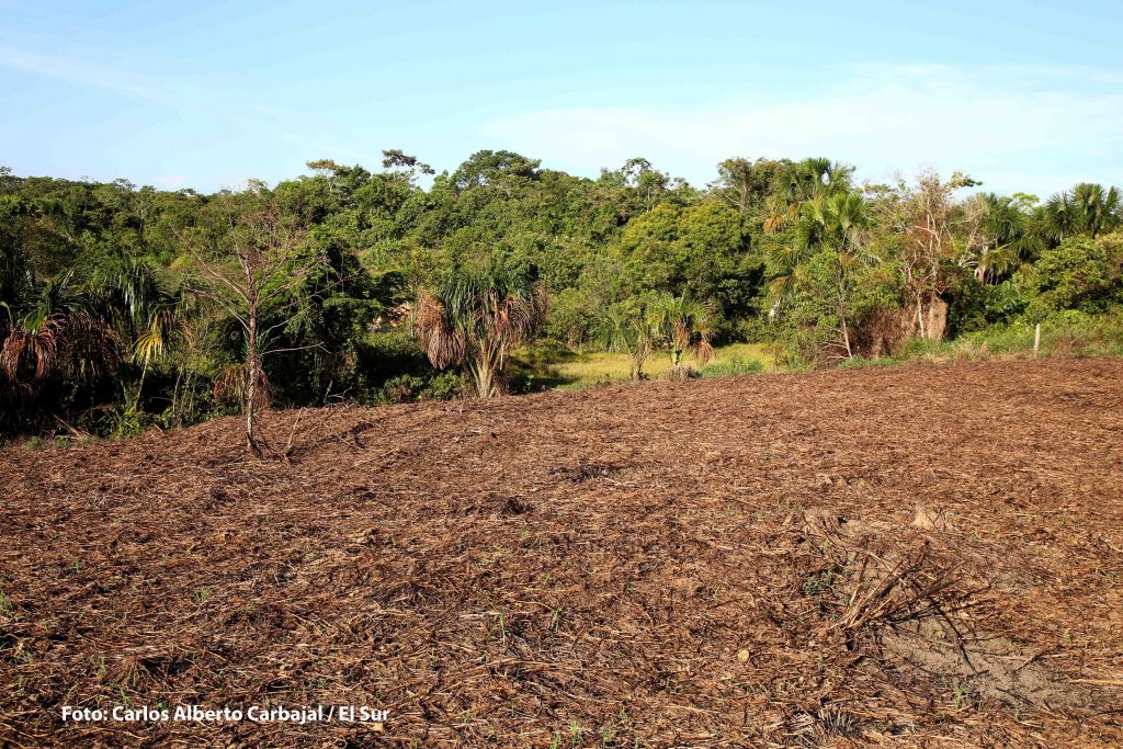 Un área deforestada de la selva amazónica peruana. Foto: Carlos Alberto Carbajal