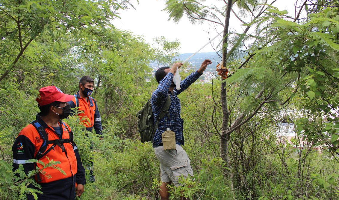 Chilpancingo gro, 19 de agosto 2020. // Un trabajador de la Semaren pone un pedazo de pollo como carnada en las inmediaciones donde se coloco una camara trampa, en el predio donde se avisto un puma. // Foto: Jesús Eduardo Guerrero