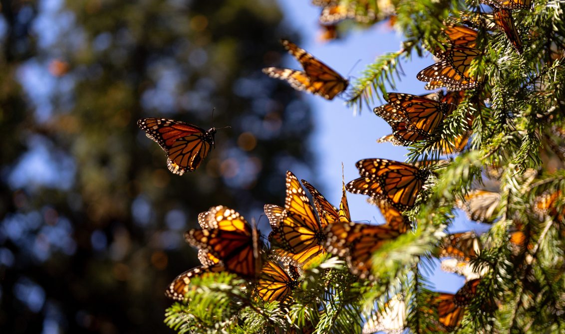 La tala, invasión agrícola, incendios forestales, turismo y actividades mineras han afectado los bosques a donde llega la mariposa monarca desde Canadá. Foto: Cuartoscuro